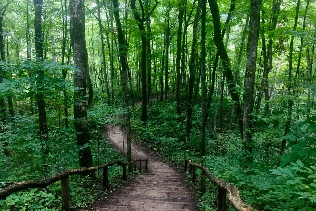 Green Wooded Walkway